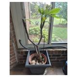 Plumeria plant