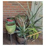 Estate lot of ceramic pot & plants