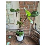 Fiddle leaf fig plant