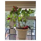 Poinsettia plant in plastic pot