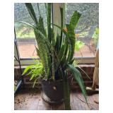 Snake plant w other plans in plastic pot
