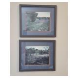 Framed photos of purple fields of flowers