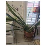 Pottery planter with real plants