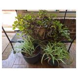 3 plants 1 in ceramic pot 2 in plastic pots