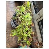 Coleus plant