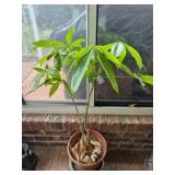 Money tree