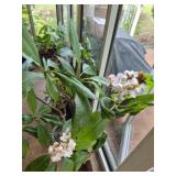 Plumeria / Frangipani plant