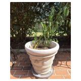 Unknown plant in plastic planter