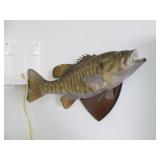 Taxidermy Small Mouth Bass Trophy
