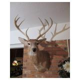 Taxidermy Deer Head Mount