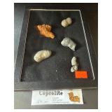 Coprolite