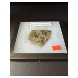 Fossil from Kentucky