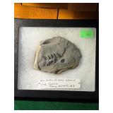 Old Fossil from Kentucky