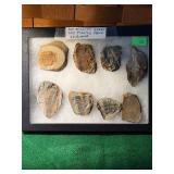 Old Fossils from Indiana