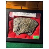 Fern Fossil from Pennsylvania
