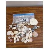Sea Shells