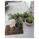 Flower Pot Lot