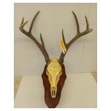 8 point deer mount 16" spread