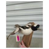 Stuffed bufflehead