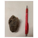 Calymene trilobite piece 3 x 2