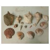 Stellar seashell collection