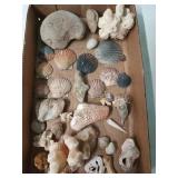 Lovely shell collection