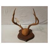 Deer antler mount 16" wide