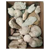 Flat of fossilized shells