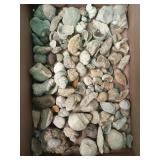 Flat of really awesome fossilized shells