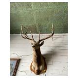 Beautiful Elk trophy mount. Approximately 5 1/2