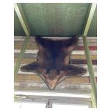 Bear skin. Approximately 6 feet long and 6 feet