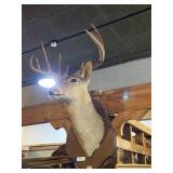 Mounted deer head