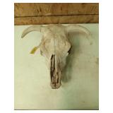 Cow skull 17 x 18