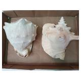 2 conch shells