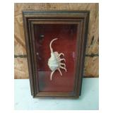 Very cool seashell in display frame 10x7