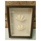 2 super neat seashells in display frame 10.5 x 8