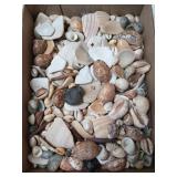 Flat of assorted seashells