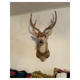 Axis Deer Shoulder Mount #2