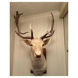 White Fallow Deer Shoulder Mount