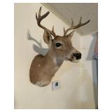 Axis Deer Shoulder Mount #1