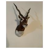 Black Buck Antelope Shoulder Mount