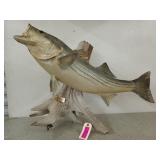 20# bass mount caught out of lake texoma 23x29