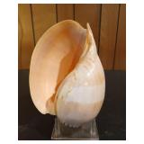 Beautiful conch shell display 10"