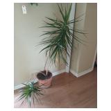 Potted plant 60"