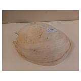 Giant seashell 13"
