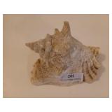 Conch shell 8"