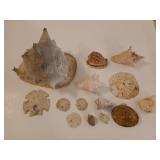 Awesome collection of seashells