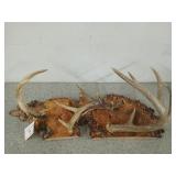 Antler decor 9 x 26
