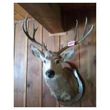 Mule deer mount 11 point 22" spread