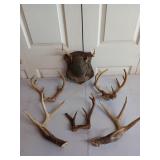 Collection of small deer antlers